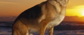 Собаки имеют природные часы