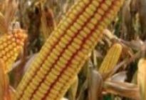 PR39D81: секреты высокой урожайности и приспособляемости к различным климатическим условиям